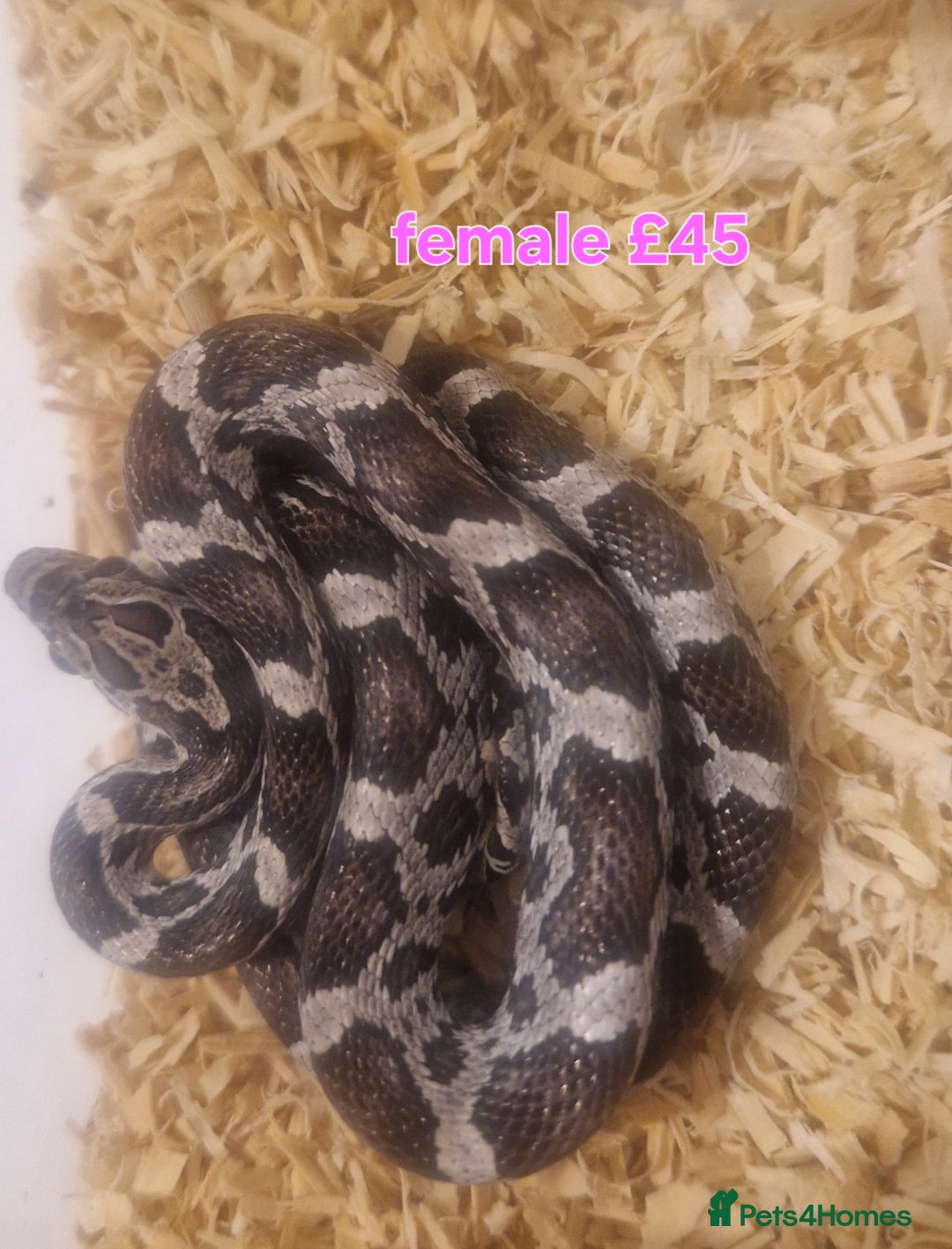 Corn Snake reptiles for sale: Corn snakes from £25, prices in description  - Image 2