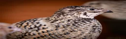 Quail poultry for sale: Coturnix Quail Mixed Colour Hatching Eggs in Camberley - Advert 5