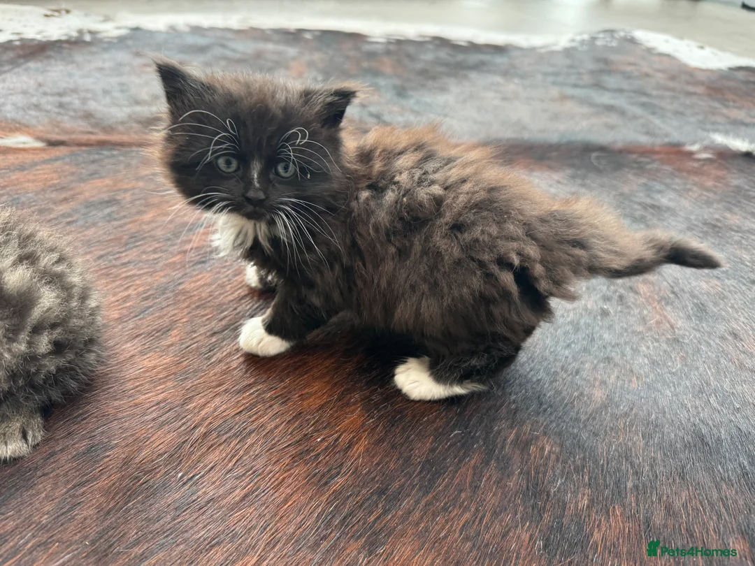 Mixed Breed cats for sale: Beautiful kittens for sale - Advert 3