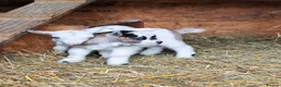 Goats livestock for sale: Pygmy goats kids - Advert 5