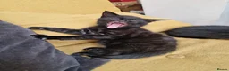 Mixed Breed cats for sale: Russian Blue & Bengal Cross kittens - Advert 12