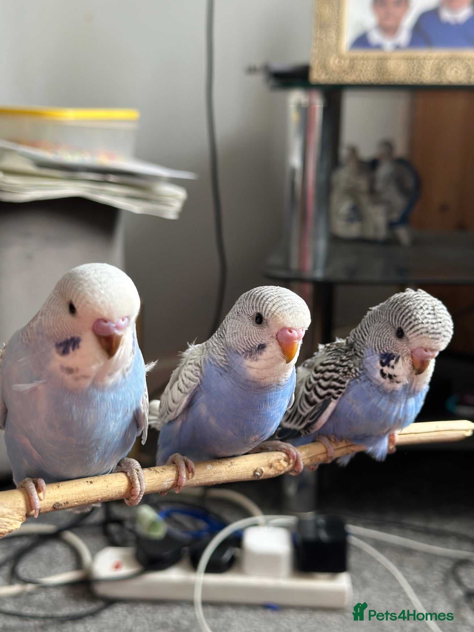 Budgerigars birds Semi Tamed Baby Budgies for sale  - Advert 21
