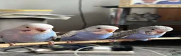 Budgerigars birds for sale: Semi Tamed Baby Budgies for sale  - Advert 1