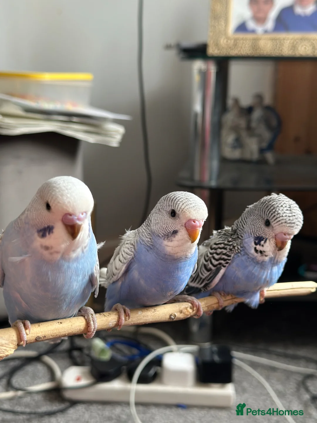 Budgerigars birds for sale: Semi Tamed Baby Budgies for sale  - Advert 1