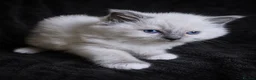 Ragdoll cats for sale: Sweet Ragdoll Kittens Looking for Loving Families  - Advert 27