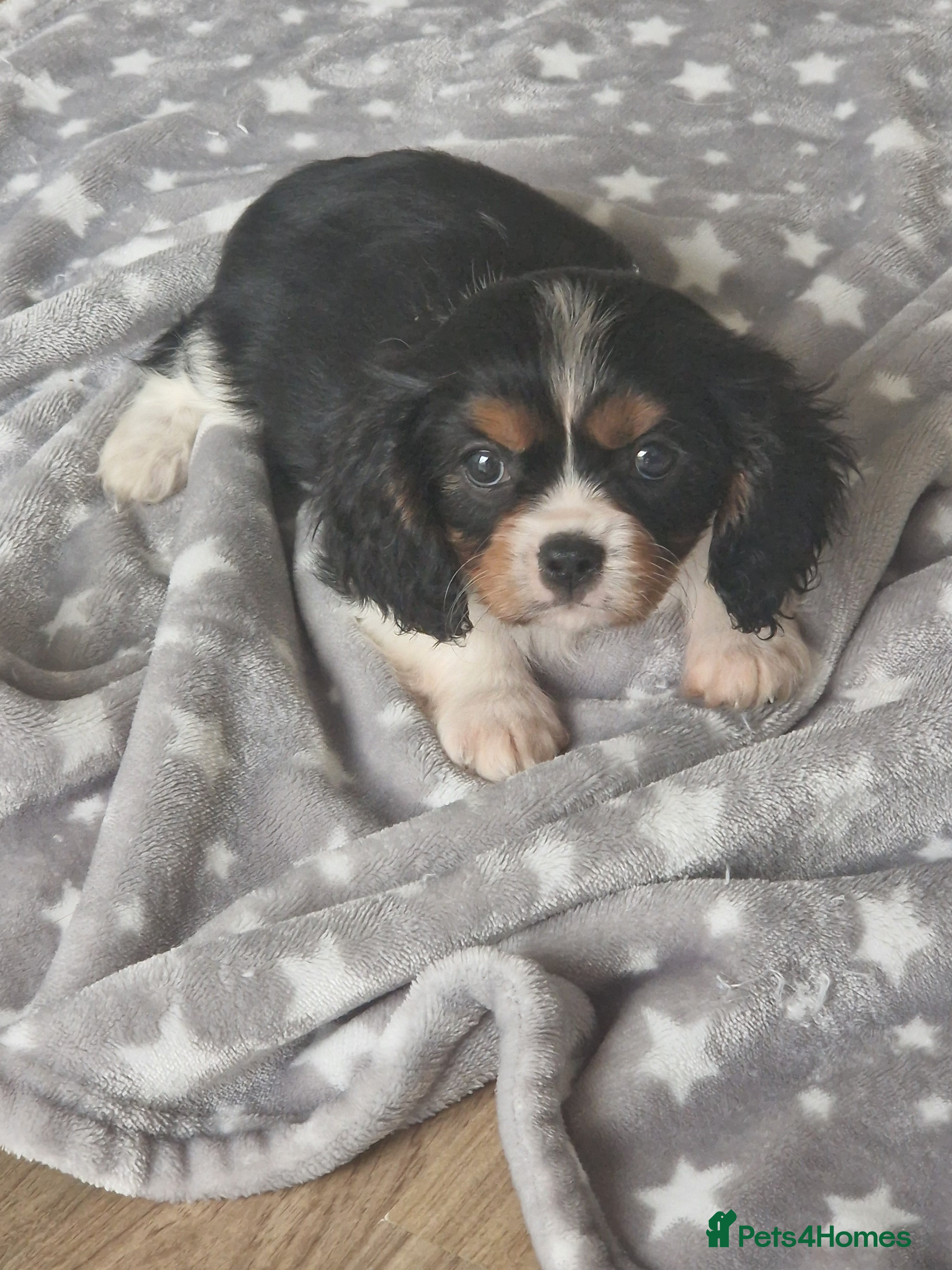 Cavalier King Charles Spaniel dogs Cavalier King Charlies - Advert 4
