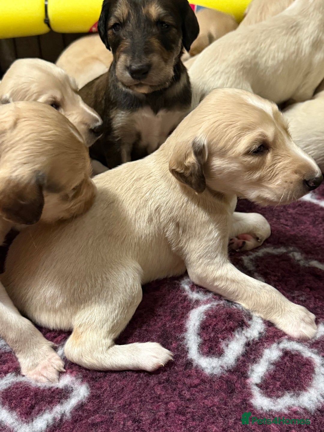 Saluki dogs for sale: Beautiful Saluki (new updated photos)  - Image 7