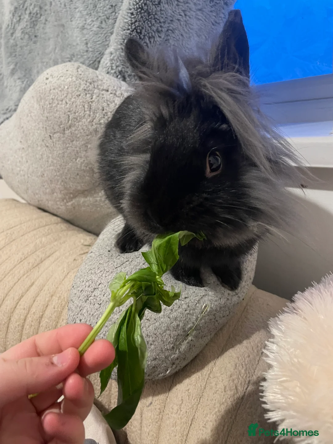 Lionhead rabbits for sale: teddy  - Advert 1