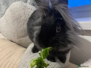 Lionhead rabbits teddy - Advert 1