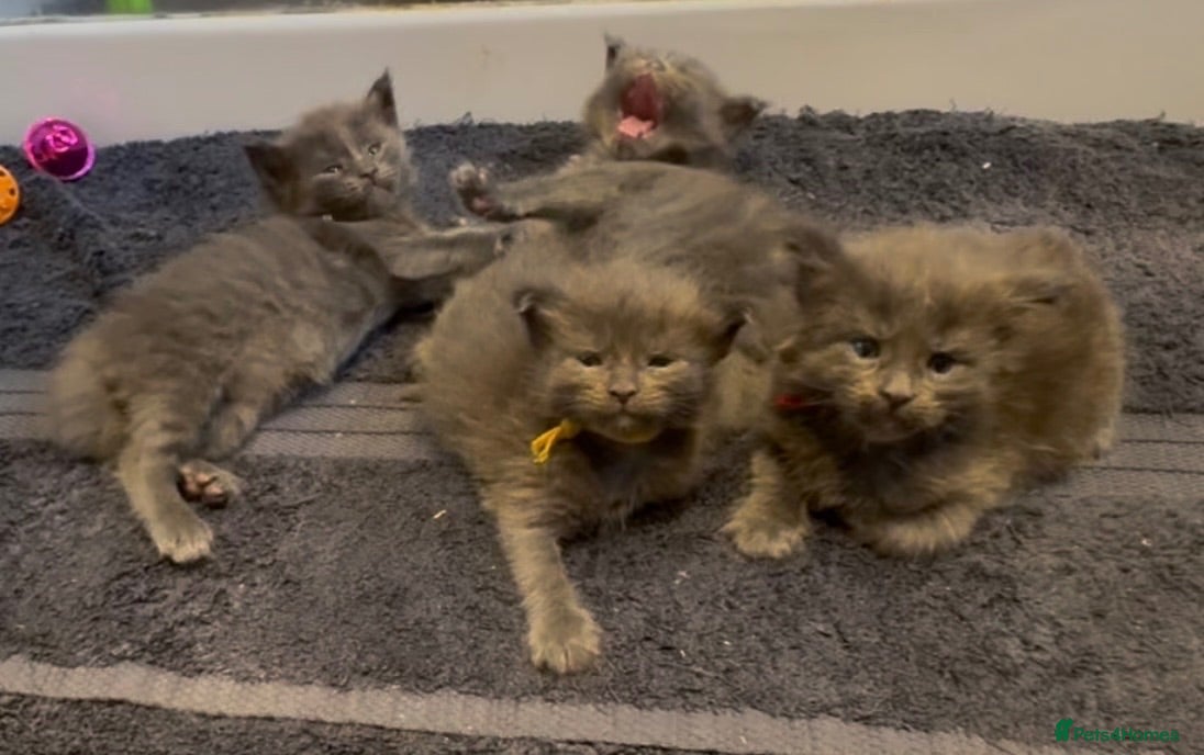 Maine Coon cats Stunning TICA GCCF Russian Blue Maine Coons - Advert 2