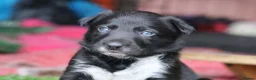 Border Collie dogs for sale: Fully Health Tested Border Collie Puppy For Sale in Coleford - Advert 33