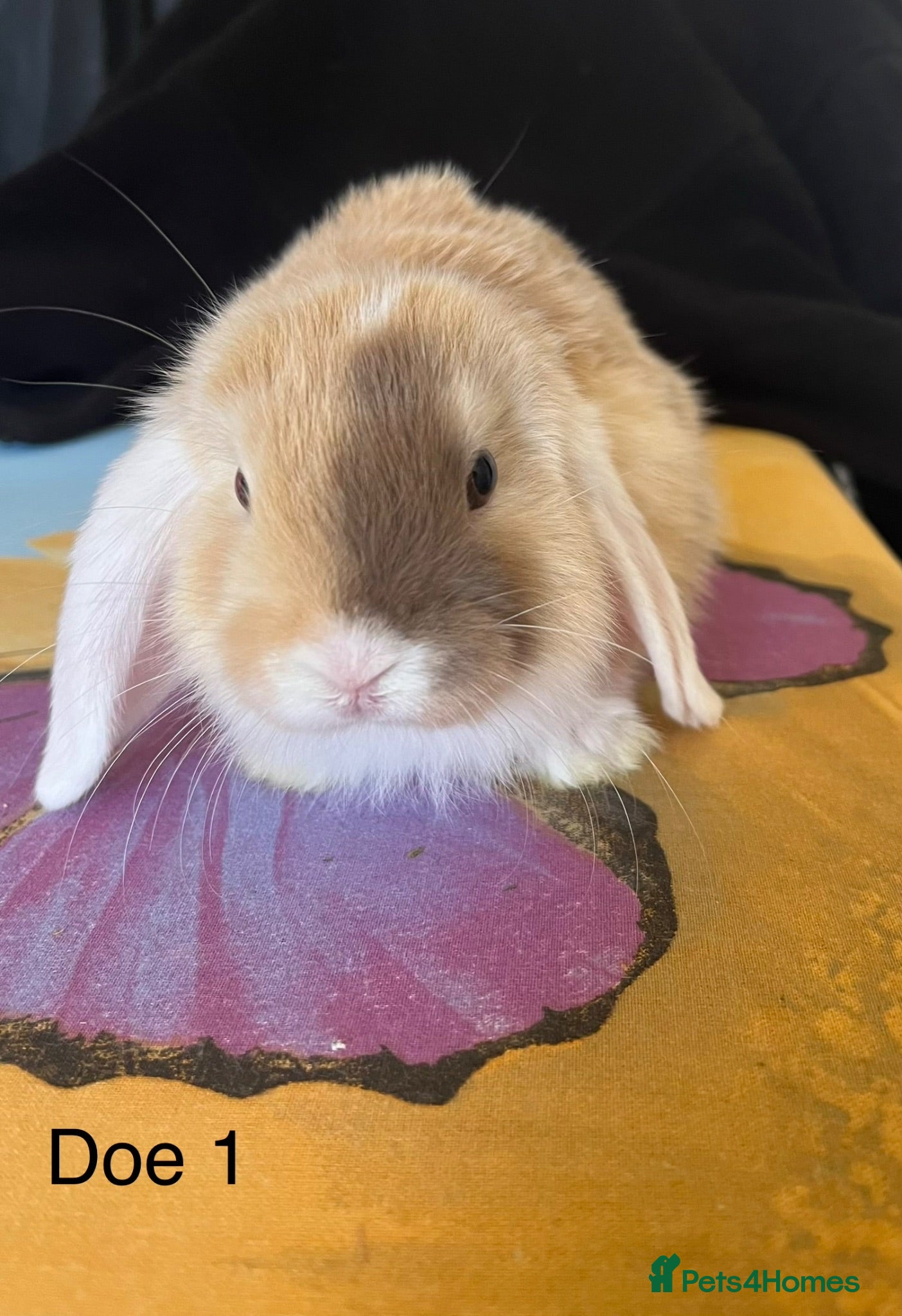 Mini Lop rabbits Mini Lops - Advert 1