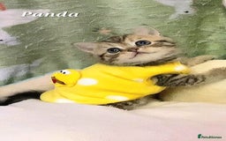 British Shorthair cats for sale: British shorthair babies  - Image 3