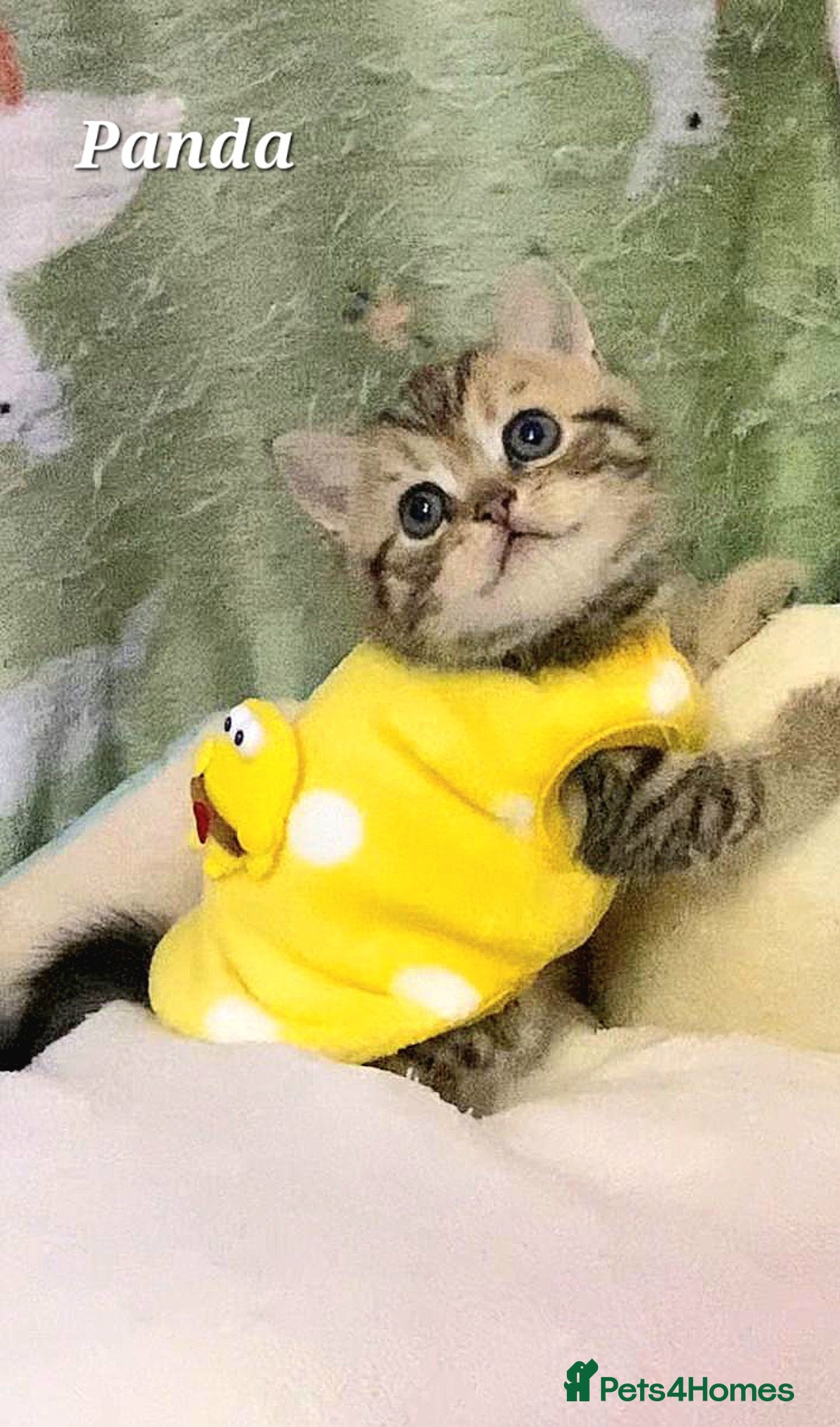 British Shorthair cats for sale: British shorthair babies  - Image 3