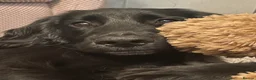 Sprocker dogs for stud: Sprocker for stud - Advert 5