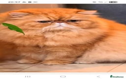 Persian cats for sale: Adorable pure Persian  - Image 9