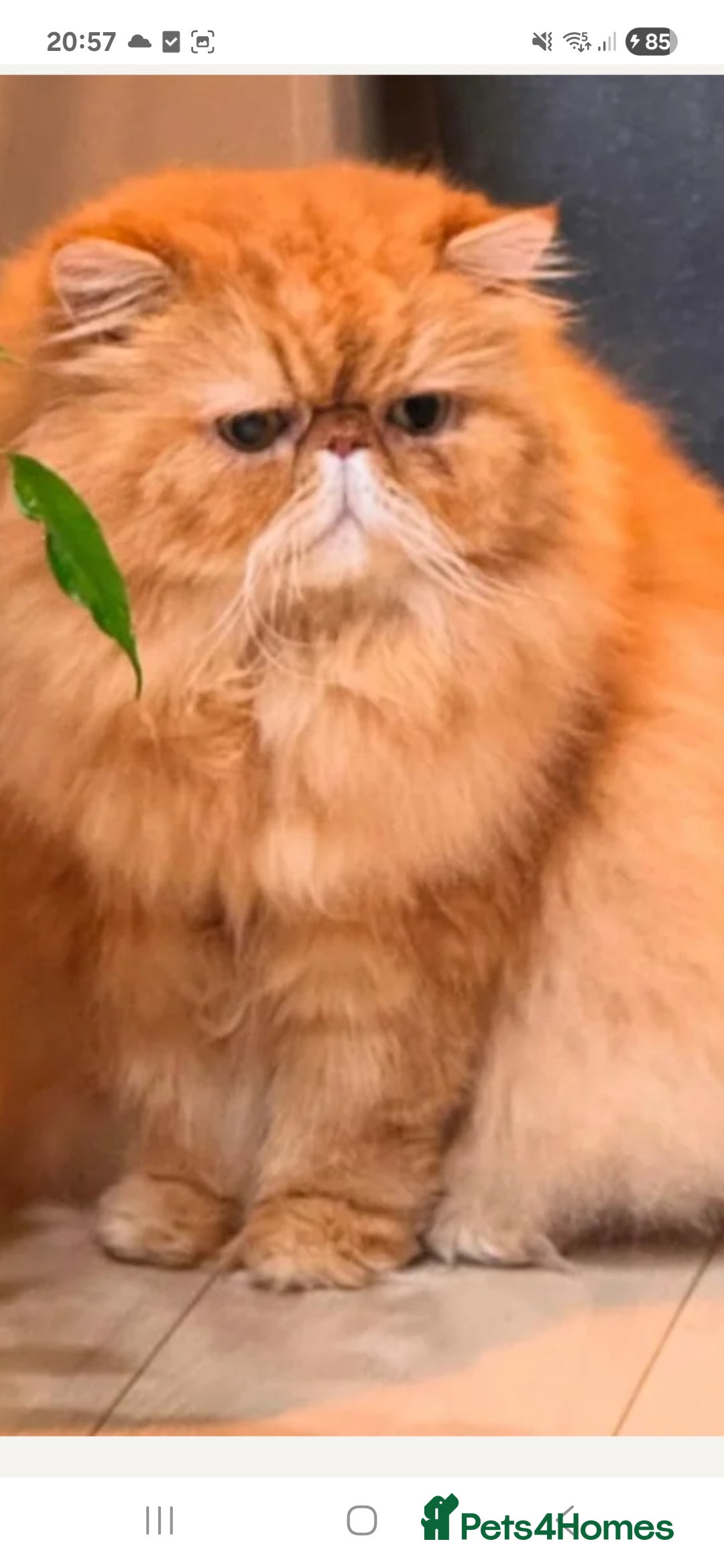 Persian cats for sale: Adorable pure Persian  - Image 9