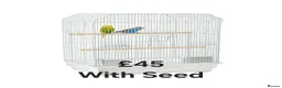 Budgerigars birds for sale: Baby Budgies, Adult Budgies, and Cockatiels  - Advert 13