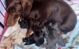 Miniature Dachshund dogs for sale: Stunning miniature dachshund puppies  - Image 10