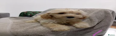 Cockapoo 7