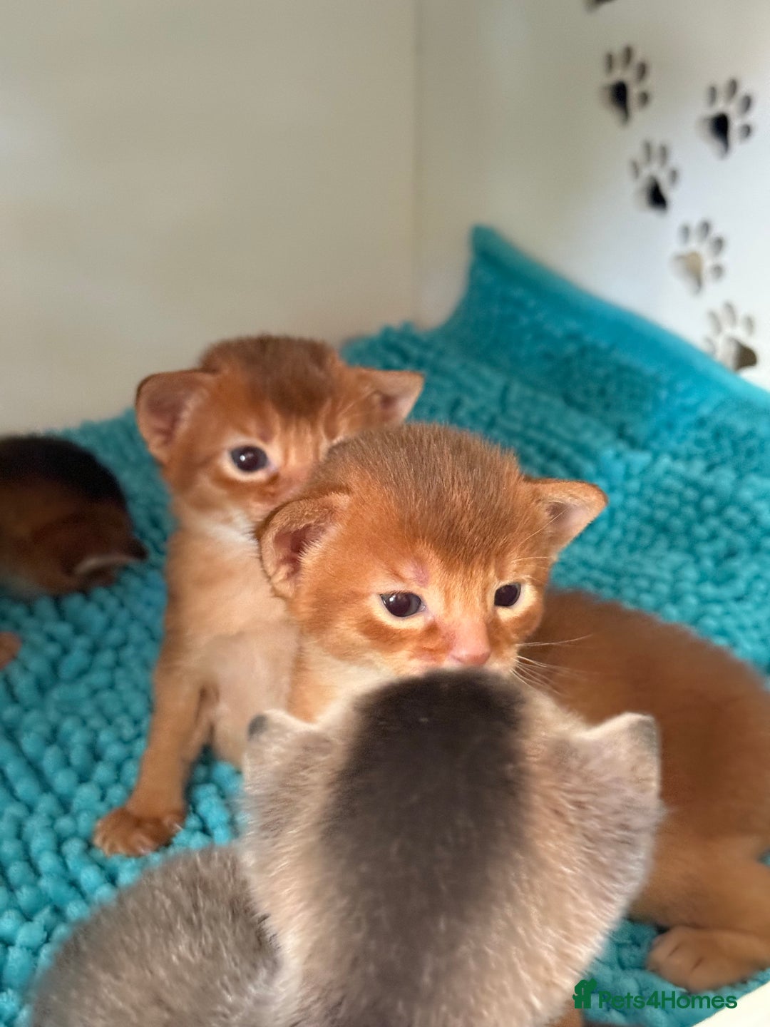 Abyssinian cats for sale: Amazing champion parents litter ❤️ - Image 9
