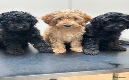 Cockapoo dogs for sale: Gorgeous Cockapoos for a loving home VHC REDUCED❗️ - Image 9