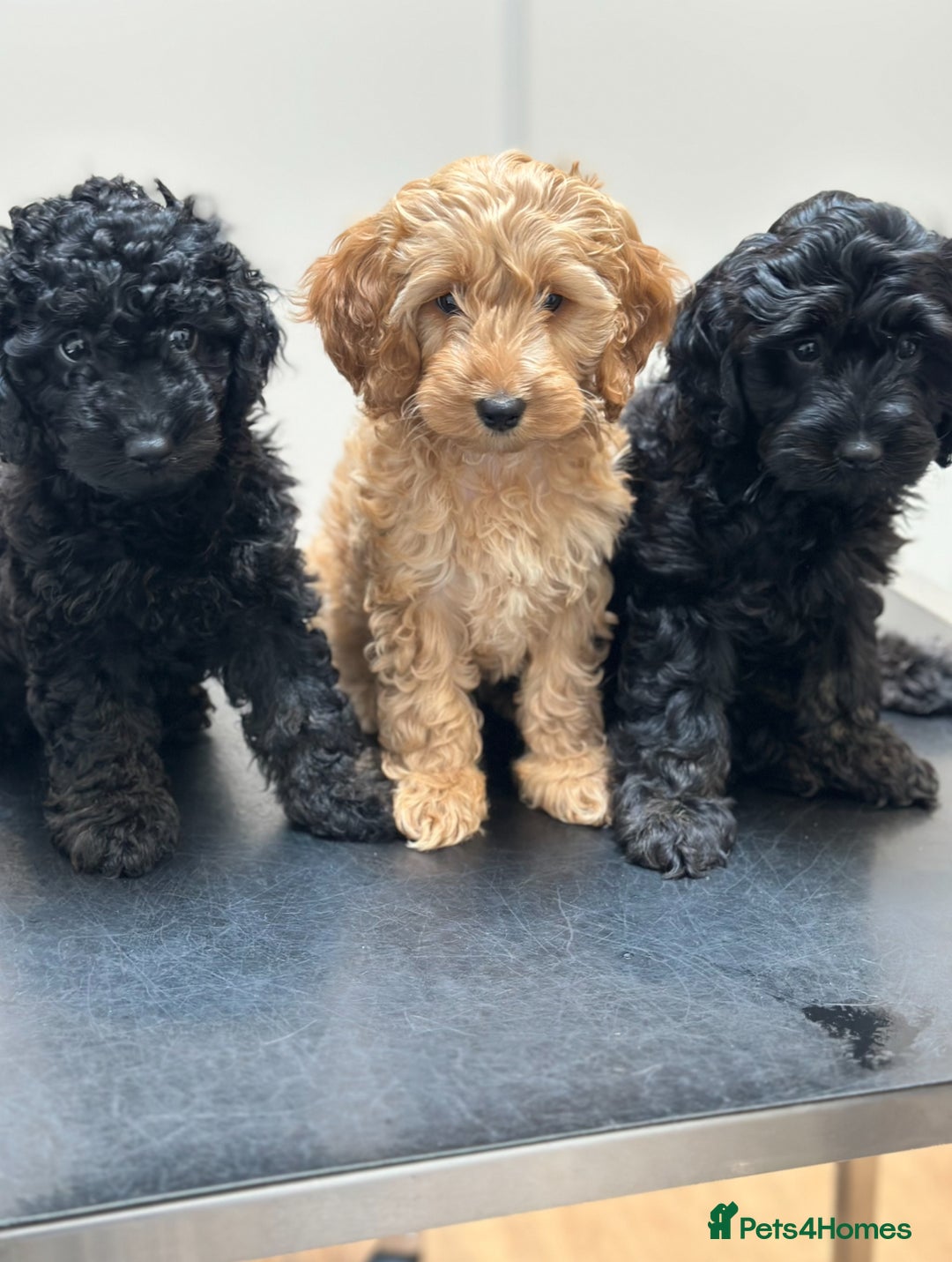 Cockapoo dogs for sale: Gorgeous Cockapoos for a loving home VHC REDUCED❗️ - Image 9