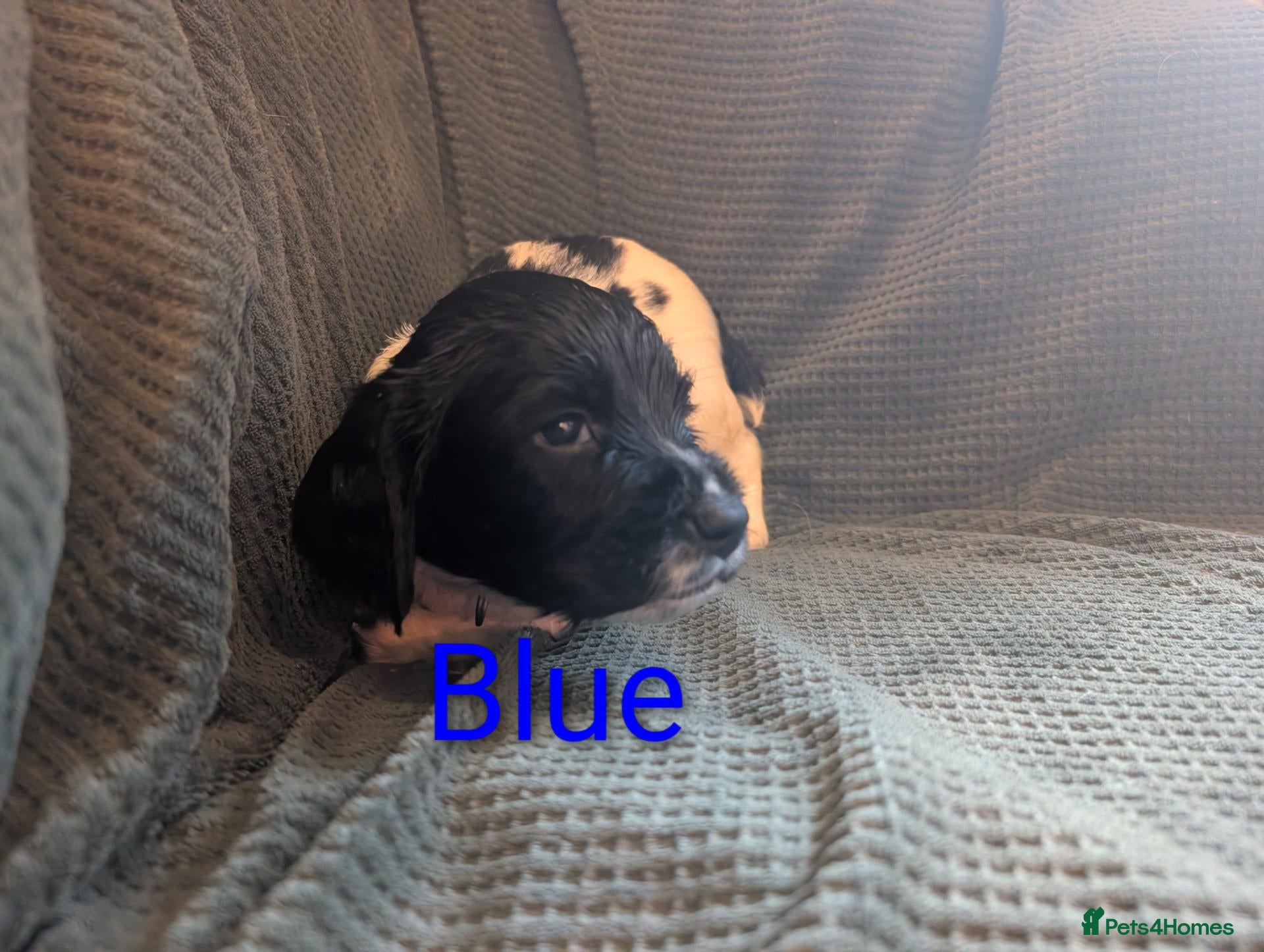 English Springer Spaniel dogs KC registered English Springer spaniels - Advert 2