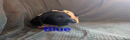 English Springer Spaniel dogs for sale: KC registered English Springer spaniels - Advert 2