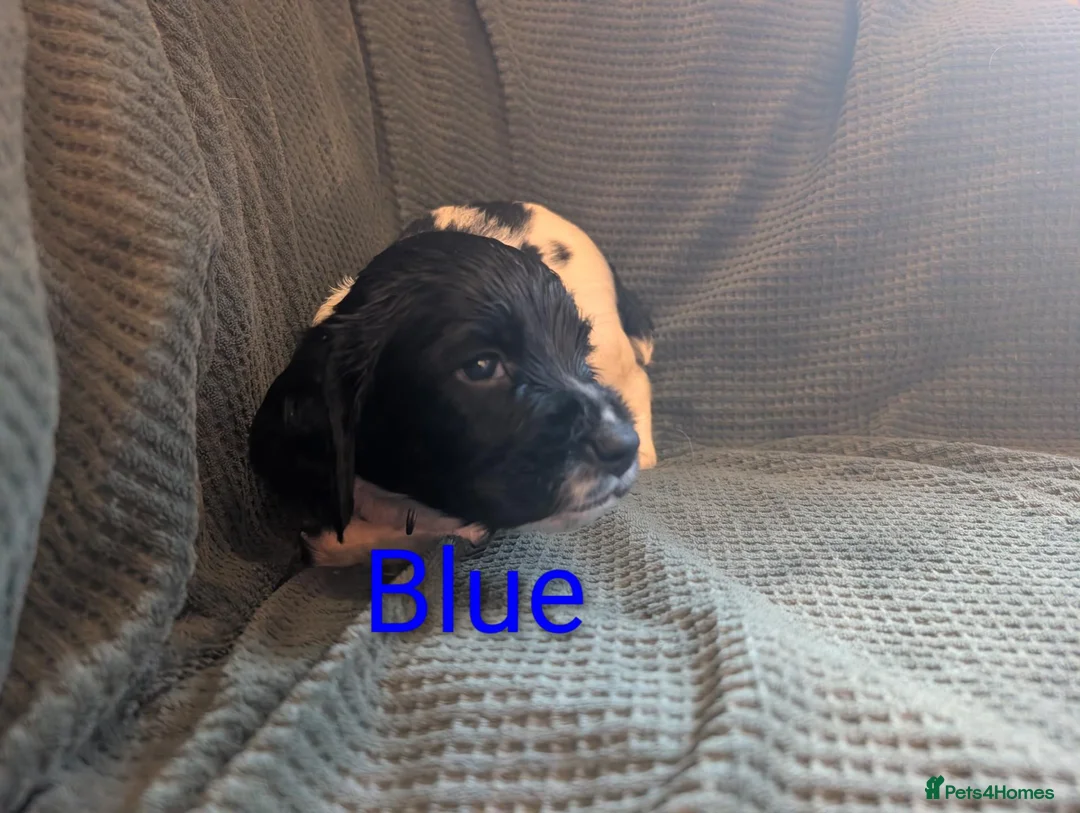 English Springer Spaniel dogs for sale: KC registered English Springer spaniels - Advert 2