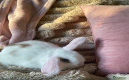 Mini Lop rabbits for sale: Boy and girl  - Advert 2