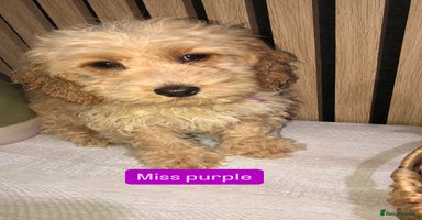 Cockapoo dogs - Advert 11