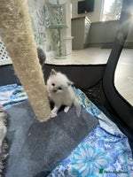 Ragdoll cats 1 boy and 1 gil available - Advert 1