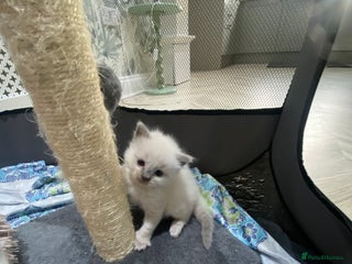 Ragdoll cats Adorable blue eyed babies - Advert 11