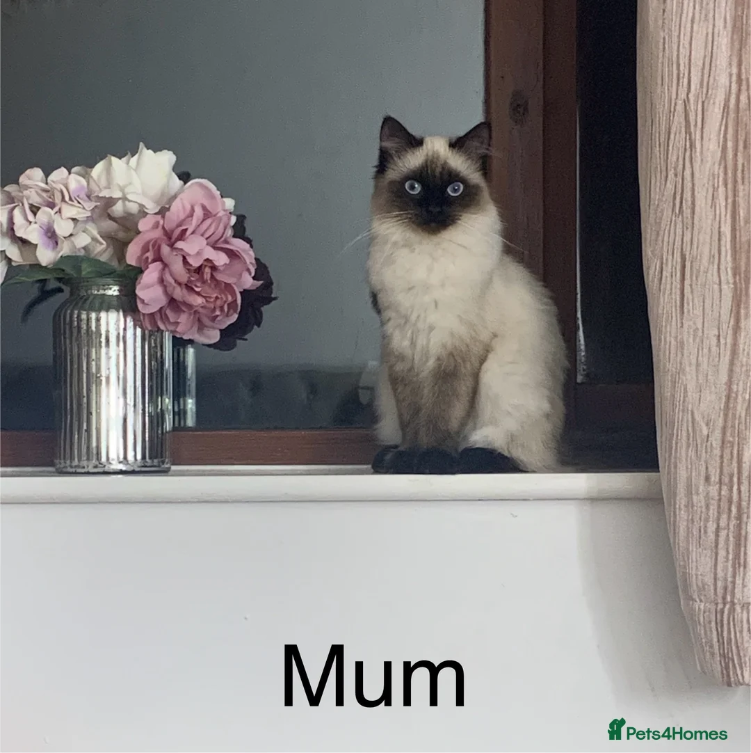 Ragdoll cats for sale: Ragdoll cross kittens  in Scunthorpe - Advert 2