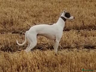 Whippet dogs Whippet Studs in Boston - Advert 6