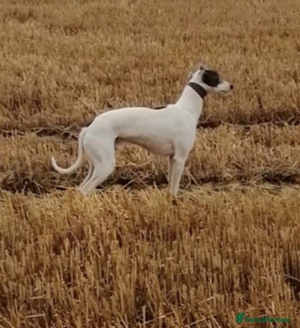 Whippet dogs for stud in Boston - Advert 2