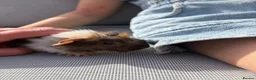 Guinea Pig rodents for sale: RESERVED 5 baby guinea pigs available 21st June - Advert 5