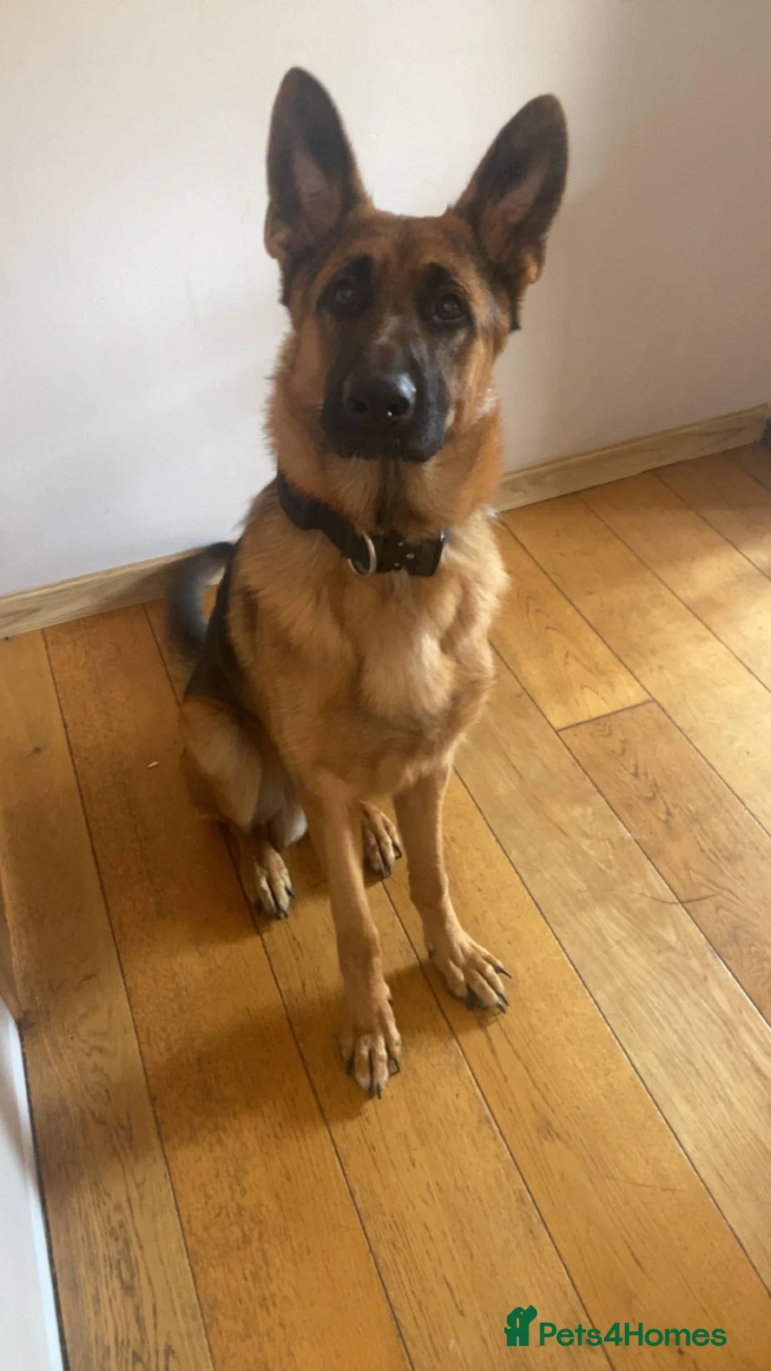 German Shepherd dogs for stud: Kc Registered GSD Proven Stud - Advert 2
