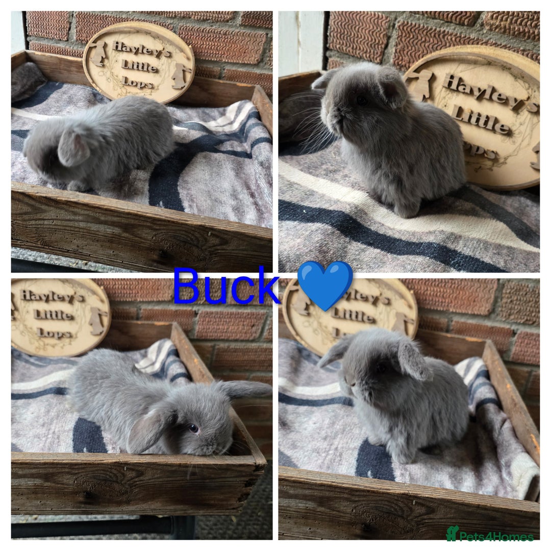 Mini Lop rabbits for sale: Gorgeous pure breed mini lops  - Advert 3