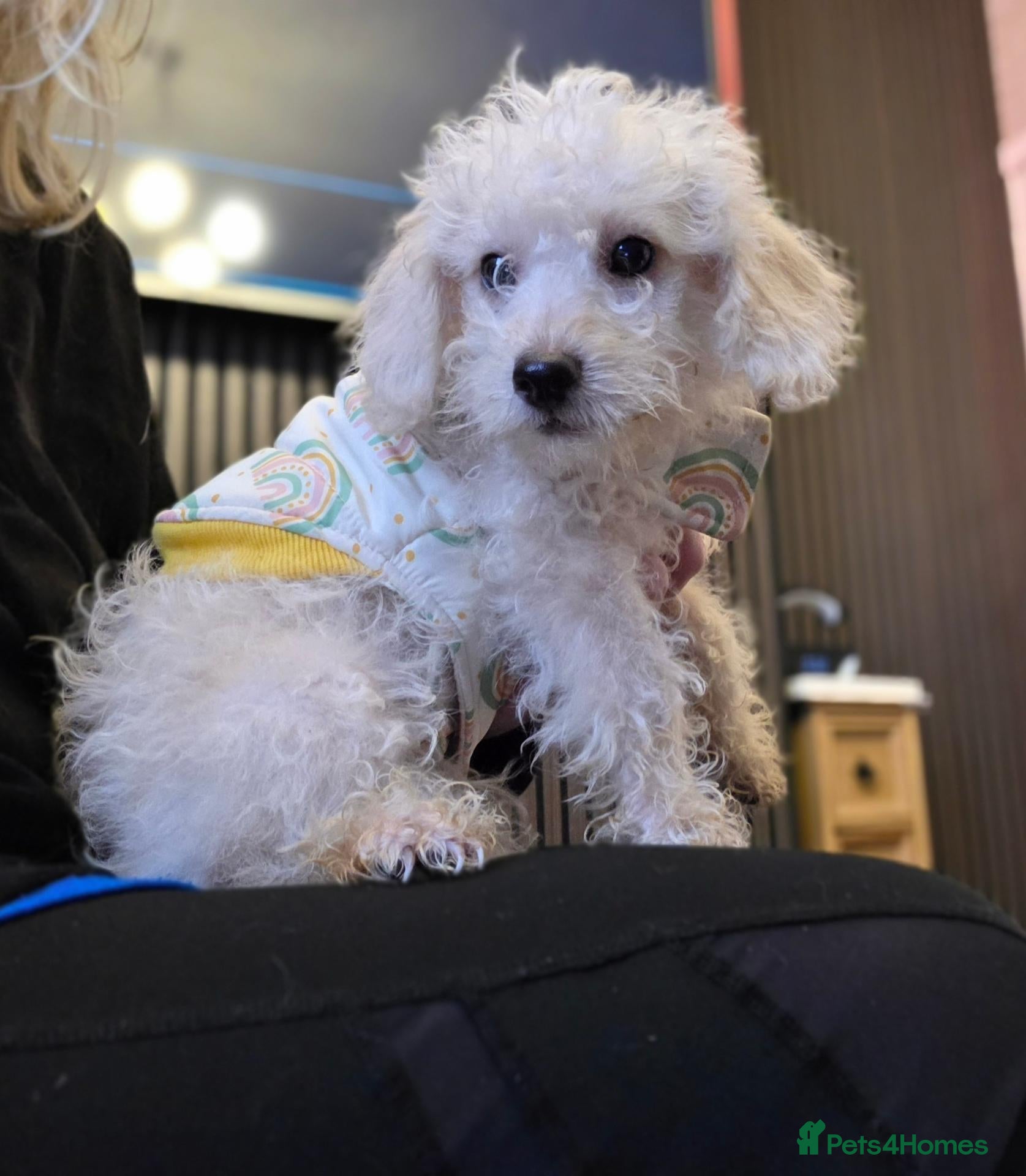 Jackapoo dogs Toy poodle 3/4 puppies  - Advert 5