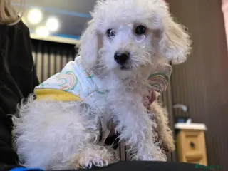 Jackapoo dogs Toy poodle 3/4 puppies - Advert 5