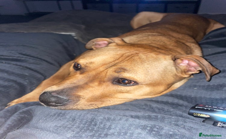 Staffordshire Bull Terrier dogs - Advert 3