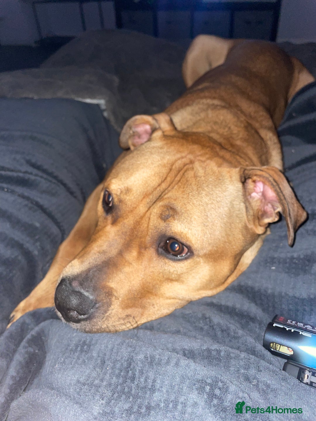 Staffordshire Bull Terrier dogs for sale: Staffie cross  - Image 1