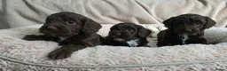 Cockapoo dogs for sale: F1 Chocolate Cockapoos. DNA Health Tested - Advert 13