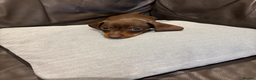 Dachshund dogs for sale: Miniature Dachshund Smooth Haired Dachshunds' - Advert 20