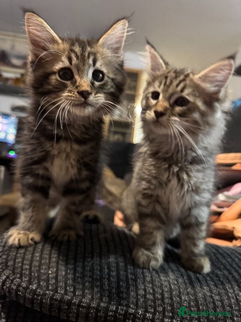 Maine Coon cats 6 Gorgeous Maine Coon Cross Kittens Available Now! - Advert 1