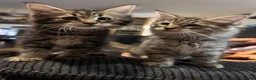 Maine Coon cats for sale: 6 Gorgeous Maine Coon Cross Kittens Available Now! - Advert 2