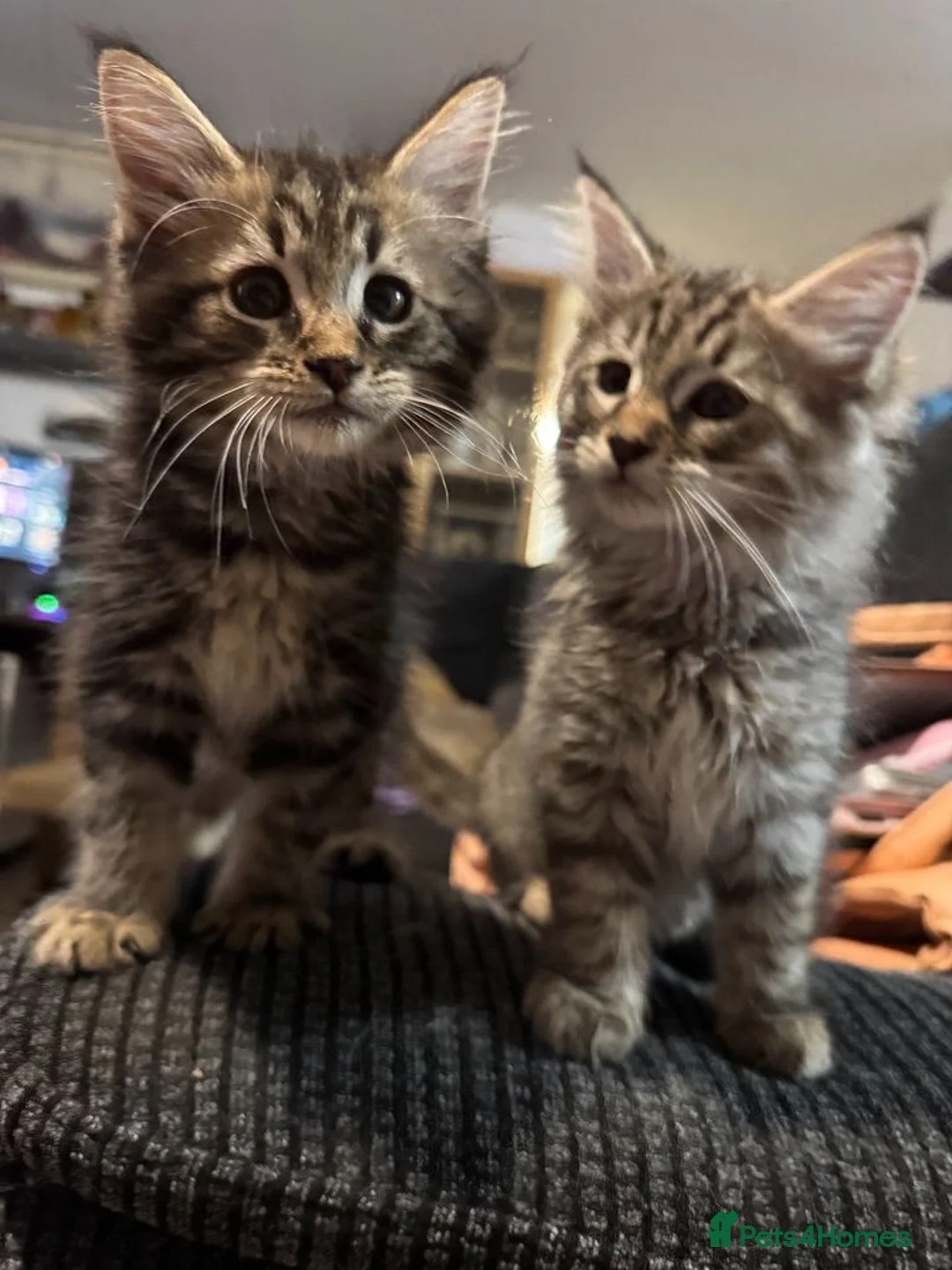 Maine Coon cats for sale: 6 Gorgeous Maine Coon Cross Kittens Available Now! - Advert 2