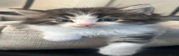 Persian cats for sale: Beautiful persian cross kitten for sale - Advert 2